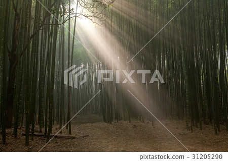 Bamboo, Gochang-gun, Jeonbuk 31205290