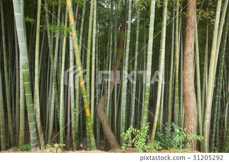 Pine, bamboo, Gochang-gun, Jeonbuk 31205292
