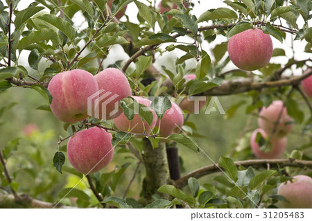 Apple 31205483