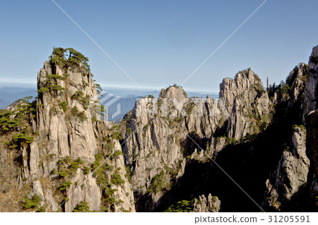 松，黃山，安徽，中國 31205591