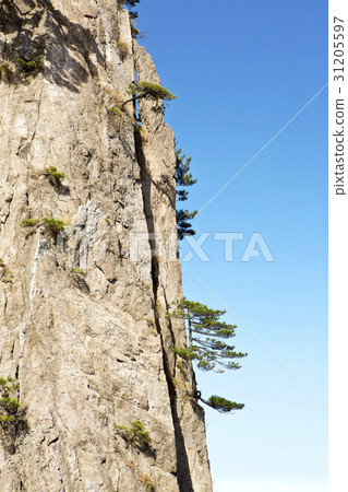 松,黃山,安徽,中國 松,黃山,安徽,中國 31205597