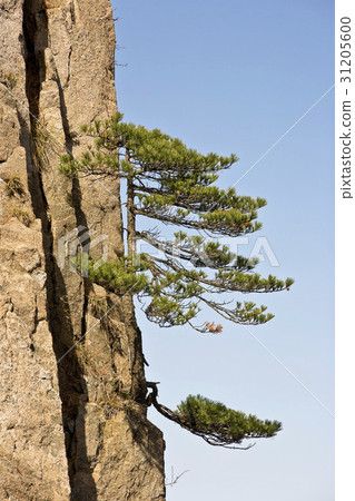 Pine, Huangshan, Anhui, China 31205600