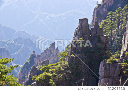 Pine, Huangshan, Anhui, China Pine, Huangshan, Anhui, China 31205610