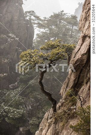 Pine, Huangshan, Anhui, China 31205644