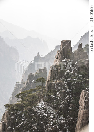松,黃山,安徽,中國 松,黃山,安徽,中國 31205653