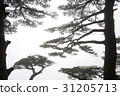 Pine, Huangshan, Anhui, China 31205713