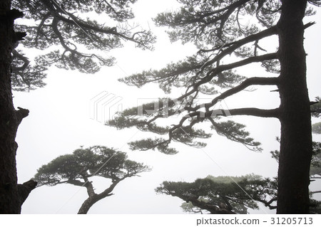 Pine, Huangshan, Anhui, China Pine, Huangshan, Anhui, China 31205713