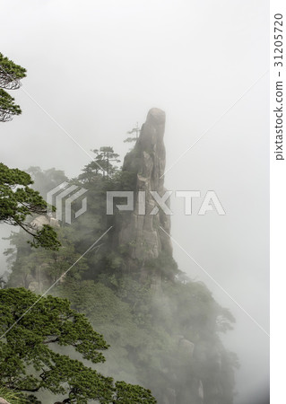松，黃山，安徽，中國 31205720