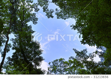 森林浴和藍天雲彩 31213656