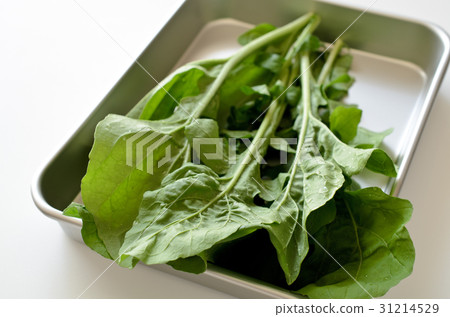arugula arugula 31214529