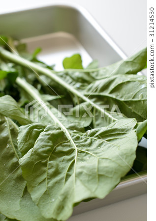 arugula arugula 31214530