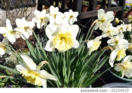 水仙 31214537