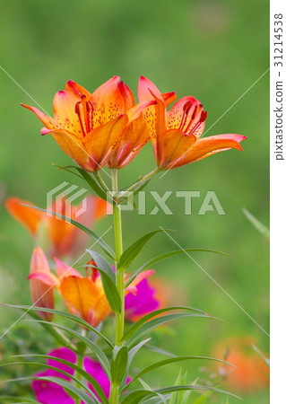 百合maculatum 百合maculatum 31214538