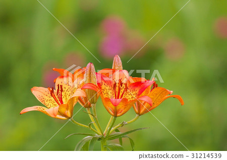 百合maculatum 31214539