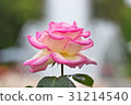 玫瑰 31214540
