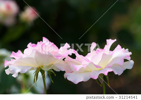 Roses Roses 31214541