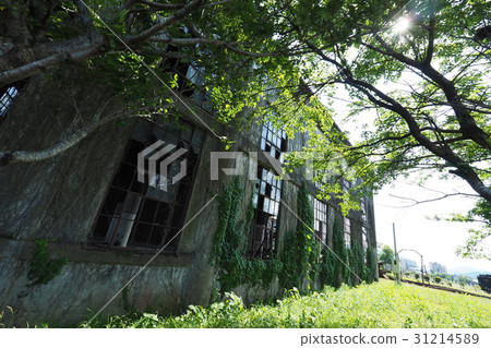 Bungo Forest Collection 31214589