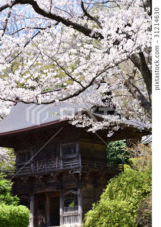 Sakura of Kamiyama mountain clinic Sakura of Kamiyama mountain clinic 31214630