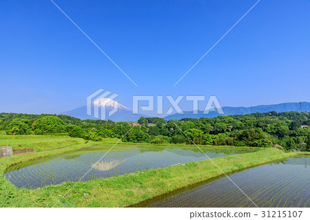 靜岡_富士山反射國家風景 31215107