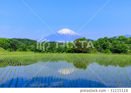 靜岡_富士山反射國家風景 31215128