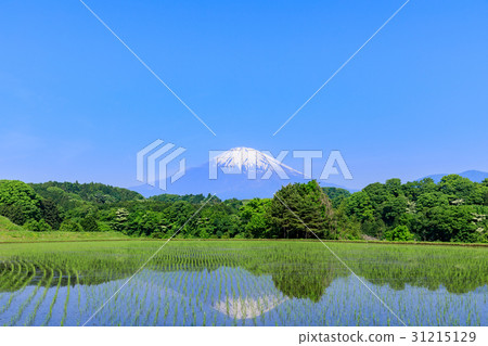 Shizuoka _ Mt. Fuji reflections Country landscape 31215129