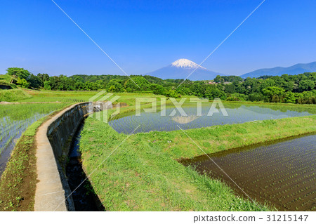 Shizuoka _ Mt. Fuji reflections Country landscape 31215147