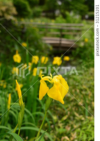 Early summer of the small village contact village is Hachioji City Early summer of the small village contact village is Hachioji City 31215201