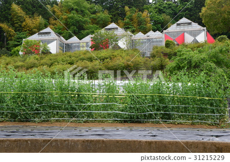 Early summer of the small village contact village is Hachioji City 31215229