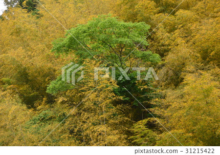 Jomma Majo Takahara Hachioji City的印象 Jomma Majo Takahara Hachioji City的印象 31215422