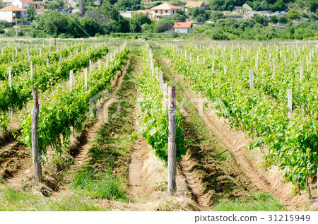 Beautiful vineyard in Bosnia. Green landscape Beautiful vineyard in Bosnia. Green landscape 31215949