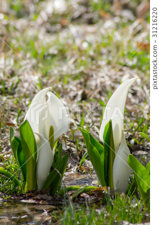 Koriyama shi Morning Niita's water basho Koriyama shi Morning Niita's water basho 31216220