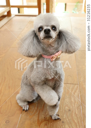 玩具貴賓犬 玩具貴賓犬 31216235