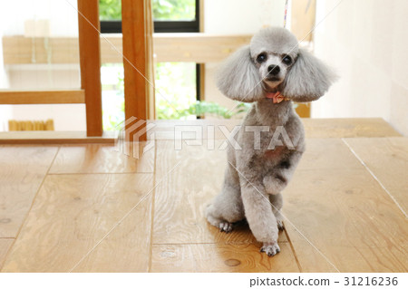 玩具貴賓犬 31216236