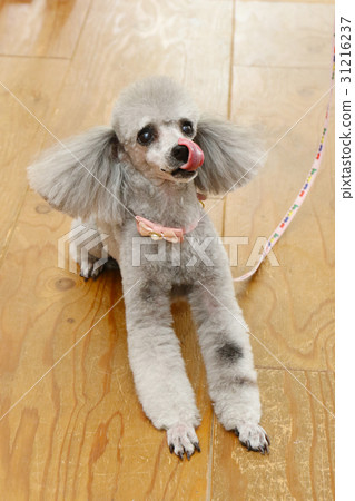 玩具貴賓犬 玩具貴賓犬 31216237