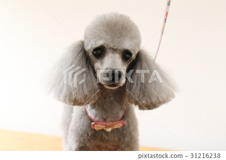 玩具貴賓犬 玩具貴賓犬 31216238