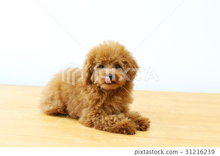 玩具貴賓犬 玩具貴賓犬 31216239