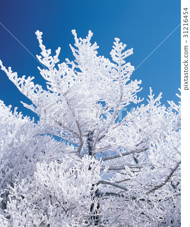 Branches (trees), tree, Snow 31216454