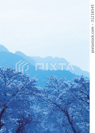 櫻花，忠州，忠北 31216545