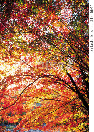 Ode Mountain, Pyeongchang County, Gangwon Province 31216644