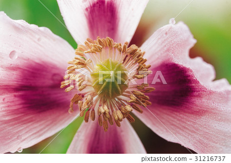 poppy poppy 31216737