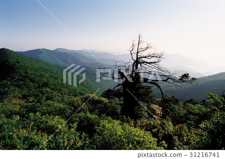 Mt. Hambae, Jungsun-gun, Gangwon-do 31216741
