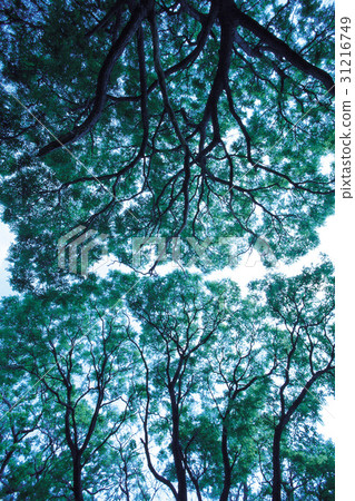 Birch, Daegwallyeong, Pyeongchang-gun, Gangwon-do 31216749