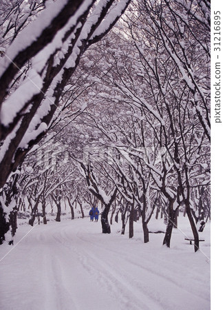 Incheon, Busan, Jeongeup, Jeonbuk 31216895