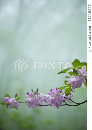 杜鵑花 杜鵑花 31216998