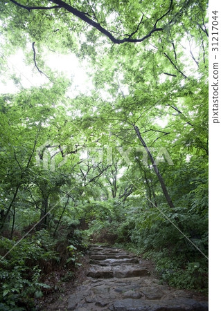 Youngju，Gyeongbuk 31217044