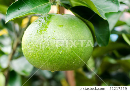 Pomelo fruit tree in the garden, Vietnam 31217259