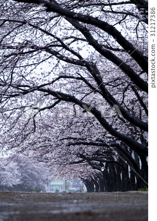 Cherry blossoms, Jinhae Ward, Changwon city, Gyeongnam 31217386