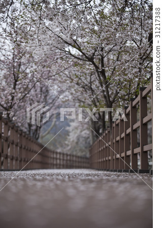 櫻花,忠州,忠北 櫻花,忠州,忠北 31217388