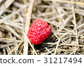 Big red raspberry on yellow straw, closeup 31217494