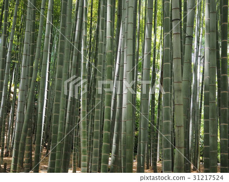 鎌倉Jogokuji竹林 31217524